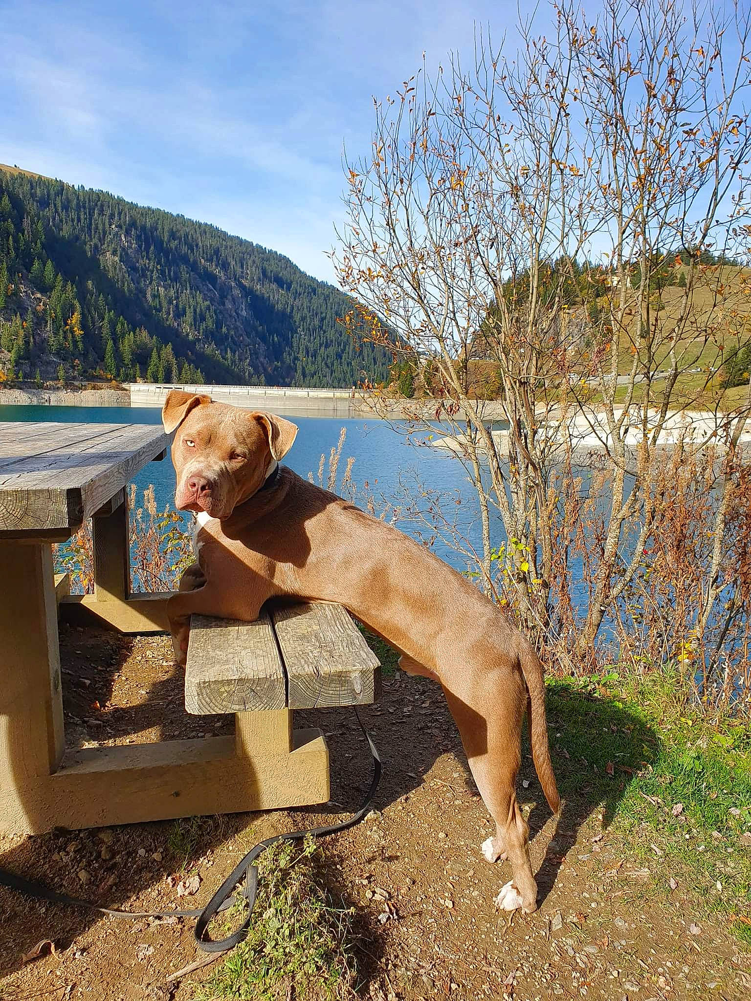 Rico a rejoint le concours — aidez-le/la à gagner de superbes lots ! canidae, cloud, dog, fawn, grass, human_leg, lake, landscape, leisure, mountain, outdoor_furniture, people_in_nature, plant, sitting, sky, sporting_group, tree, twig, water, wood