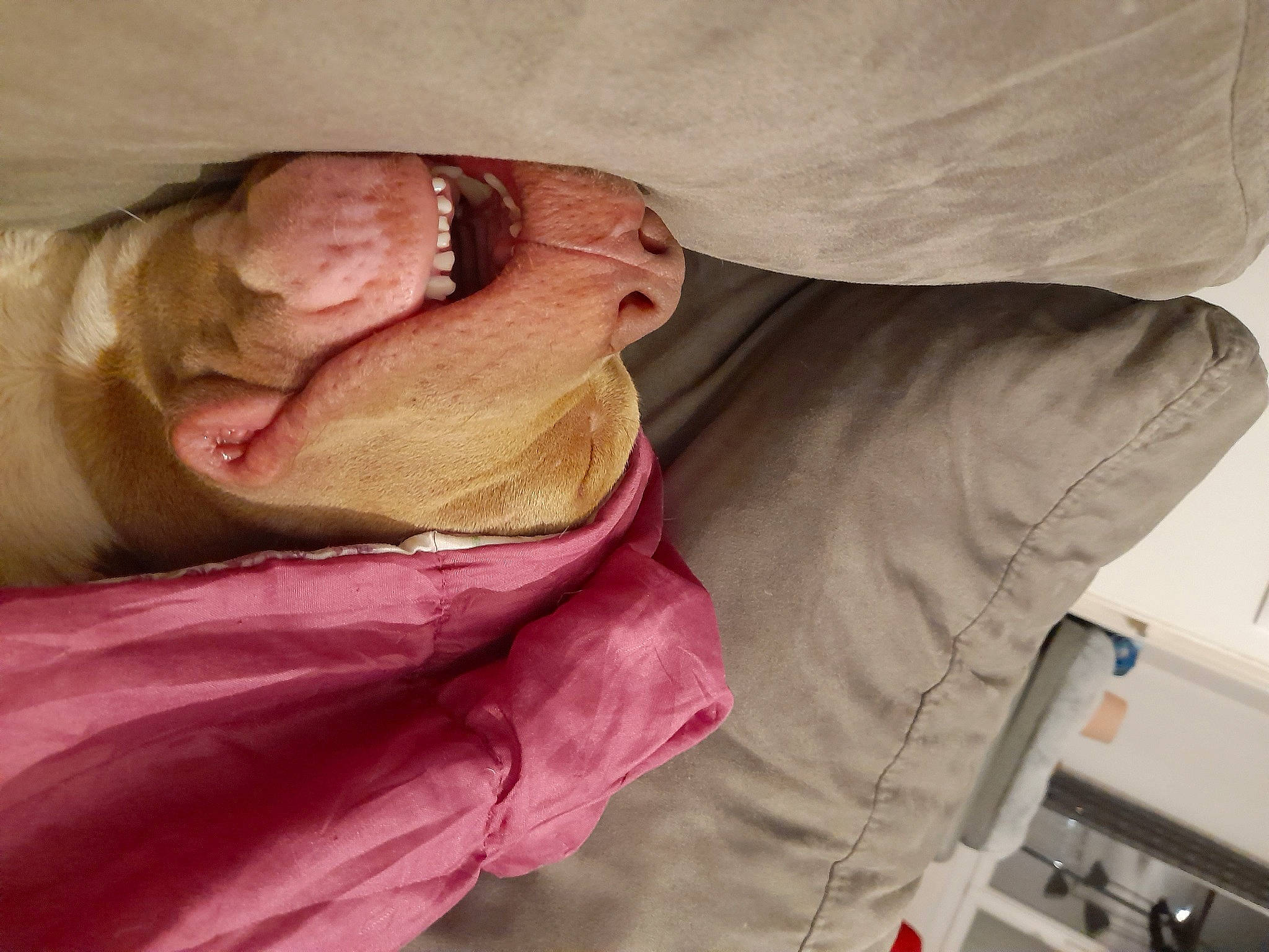 Rico participe au concours pour gagner de l'argent avec cette photo : abdomen, baby, chest, child, comfort, elbow, eye, flesh, head, human_body, human_leg, jaw, linens, magenta, nap, neck, room, sleep, sleeve, wrinkle