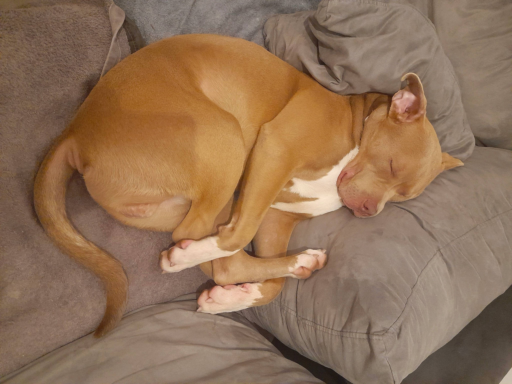 Rico a rejoint le concours — aidez-le/la à gagner de superbes lots ! canidae, carnivore, comfort, companion_dog, dog, dog_breed, dog_supply, ear, fawn, hardwood, liver, nap, non_sporting_group, paw, snout, sporting_group, tail, terrestrial_animal, working_animal, wrinkle