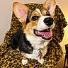 dog, corgi, puppy, smiling, ears, collar, tag, leopard_print, blanket, pet, indoor, fur, happy, cute, animal, canine, tongue, teeth, chair, looking_up