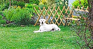 Idole participe au concours pour gagner de l'argent avec cette photo :