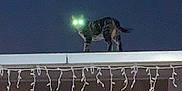Eren joined the competition — help win amazing prizes! cat, tabby, roof, rooftop, night, glowing_eyes, eyes_reflection, christmas_lights, string_lights, building, window, silhouette, animal, pet, outdoor, dark_sky, nocturnal, staring, grainy, urban