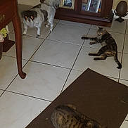 Eren is registered to the contest to win money with this photo: dog, cat, tabby_cat, indoor, tile_floor, rug, cabinet, photo_frames, table_leg, wooden_furniture, pet, glowing_eyes, flash, home_interior, floor_tile, relaxed, lying_down, standing, decor, portrait_photos