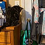 Eren is registered to the contest to win money with this photo: tabby_cat, striped_cat, wooden_dresser, green_bag, panda_print, doorknob, door, hanging_clothes, mirror_edge, stacked_papers, bottle, tail, indoor, home, furniture, shadow, closet, drawer, clutter, pet