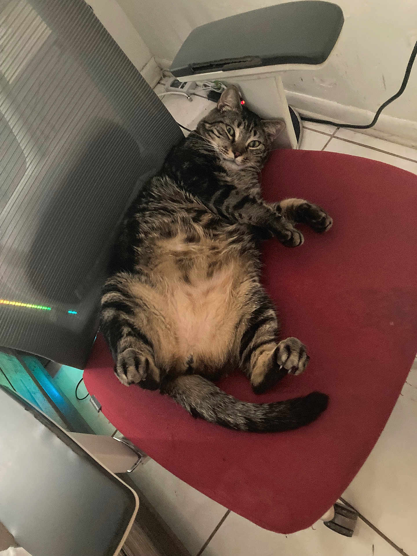 Eren joined the competition — help win amazing prizes! cat, tabby_cat, pet, feline, belly_up, chair, red_chair, office_chair, paws, tail, whiskers, fur, relaxed, indoor, tile_floor, power_cable, electronics, looking_at_camera, head, resting