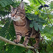 Titi joined the competition — help win amazing prizes! alert, animal, cat, climbing, close_up, curious, daylight, foliage, forest, fur, green_leaves, mammal, nature, outdoor, paws, pet, tabby_cat, tree_branch, whiskers, wildlife