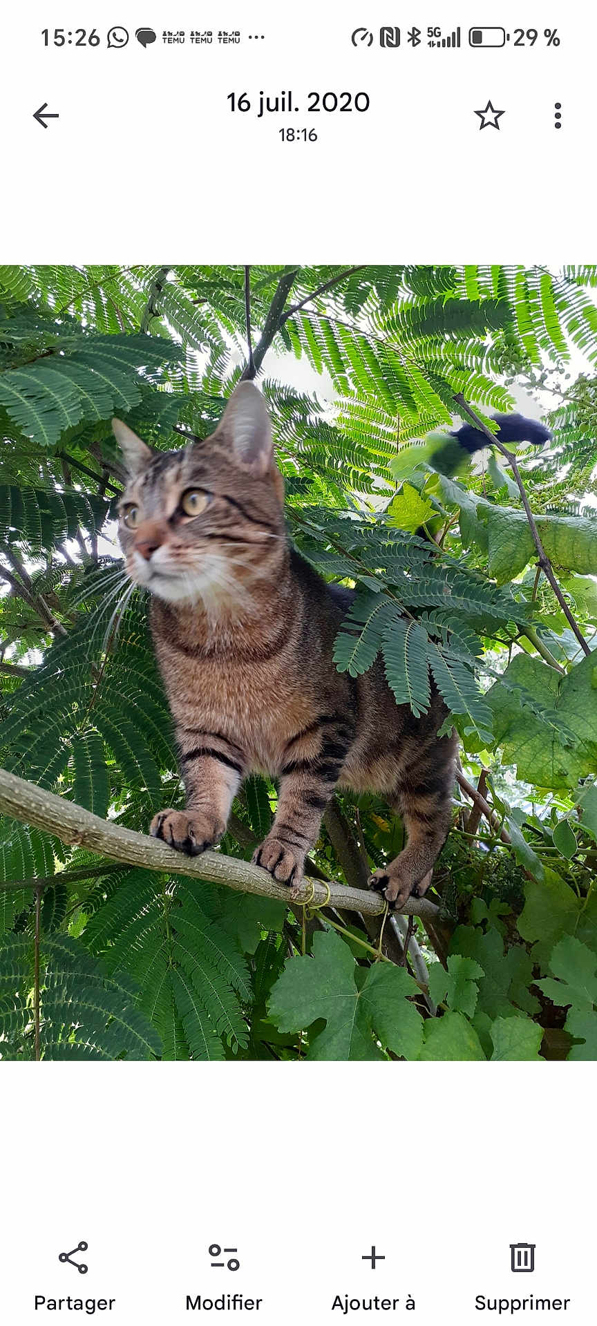 Titi