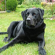 Bambou a rejoint le concours — aidez-le/la à gagner de superbes lots ! dog, black_dog, labrador, pet, canine, animal, lying_down, grass, garden, outdoor, portrait, long_legs, floppy_ears, dark_fur, relaxed, watchful, backyard, flowers, greenery, photography