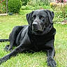 dog, black_dog, labrador, pet, canine, animal, lying_down, grass, garden, outdoor, portrait, long_legs, floppy_ears, dark_fur, relaxed, watchful, backyard, flowers, greenery, photography