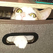 Milky a rejoint le concours — aidez-le/la à gagner de superbes lots ! cat, pet, storage_bin, paw, curious, indoor, wooden_shelf, jbl_speaker, soda_can, yellow_eyes, fabric, handle, domestic, clutter, feline, closeup, peek, curiosity, home, cozy