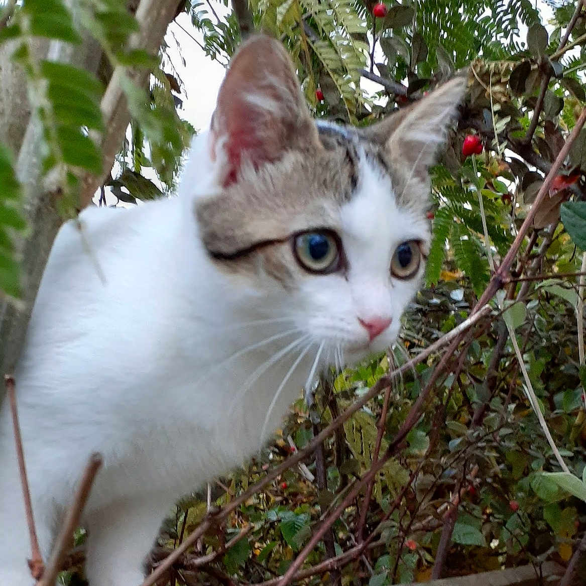 Milky