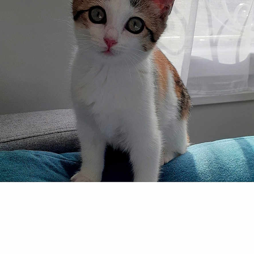 Milky a rejoint le concours — aidez-le/la à gagner de superbes lots ! animal, brown, cat, close_up, couch, curious, curtain, cute, domestic, feline, fur, furniture, indoor, kitten, pet, small, soft_light, white, window, young