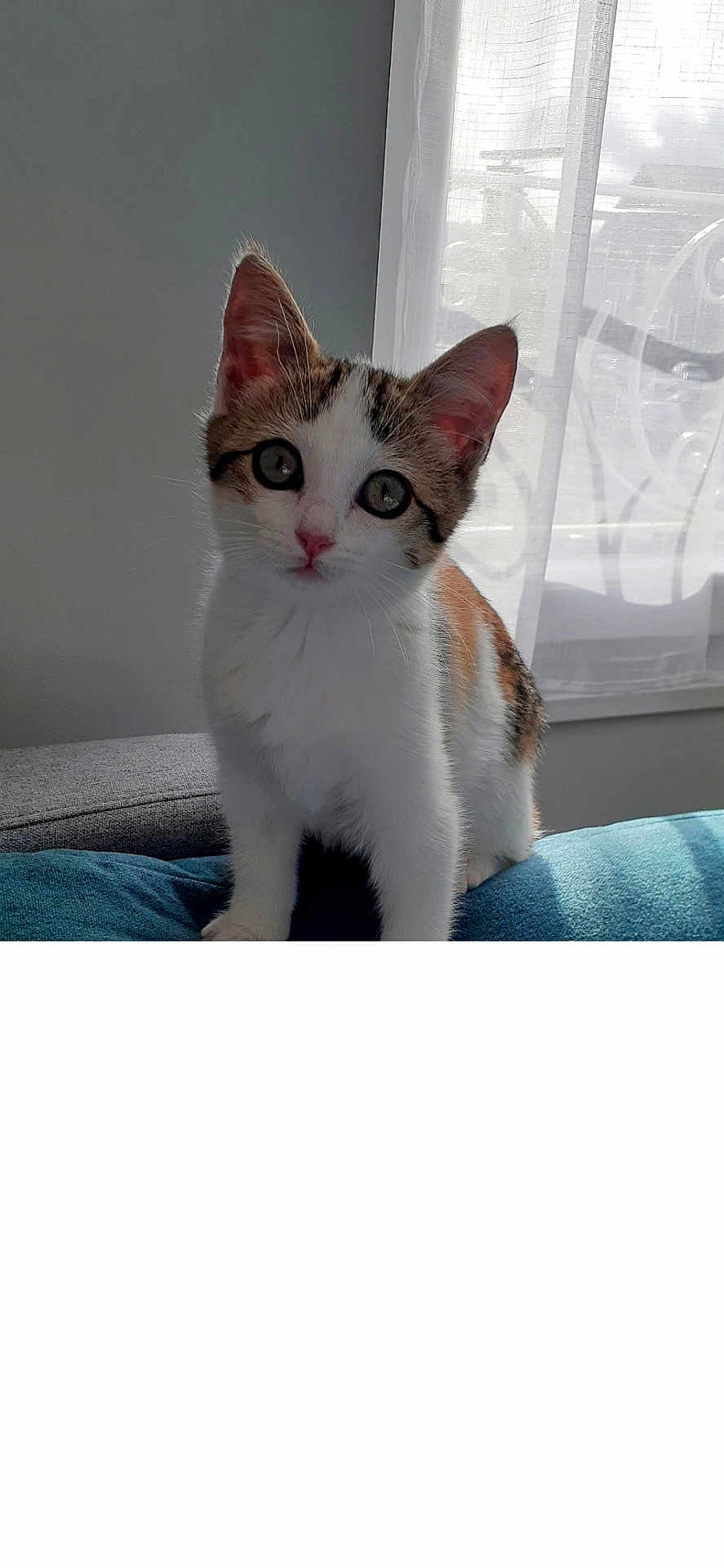 Milky a rejoint le concours — aidez-le/la à gagner de superbes lots ! kitten, cat, indoor, curious, pet, feline, young, white, brown, soft_light, window, curtain, couch, furniture, close_up, animal, cute, small, fur, domestic