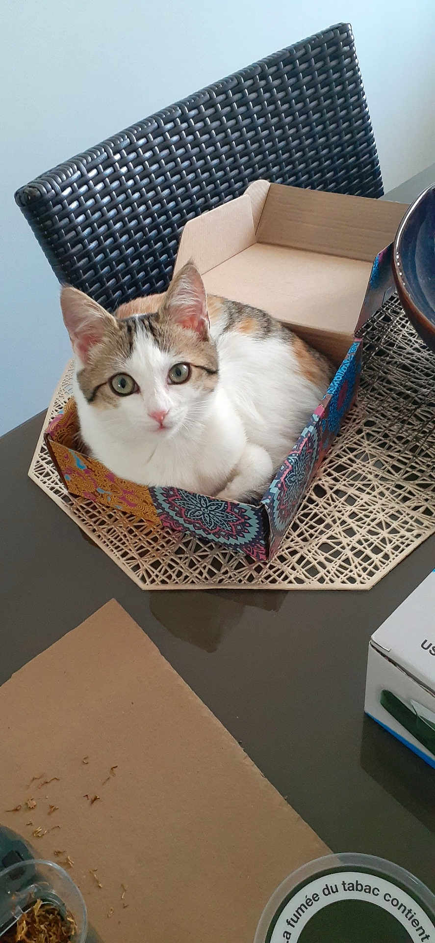 Milky a rejoint le concours — aidez-le/la à gagner de superbes lots ! box, brown, cat, chair, close_up, container, curious, cute, domestic_animal, feline, indoor, looking_at_camera, patterned_box, pet, placemat, relaxed, resting, small, table, white