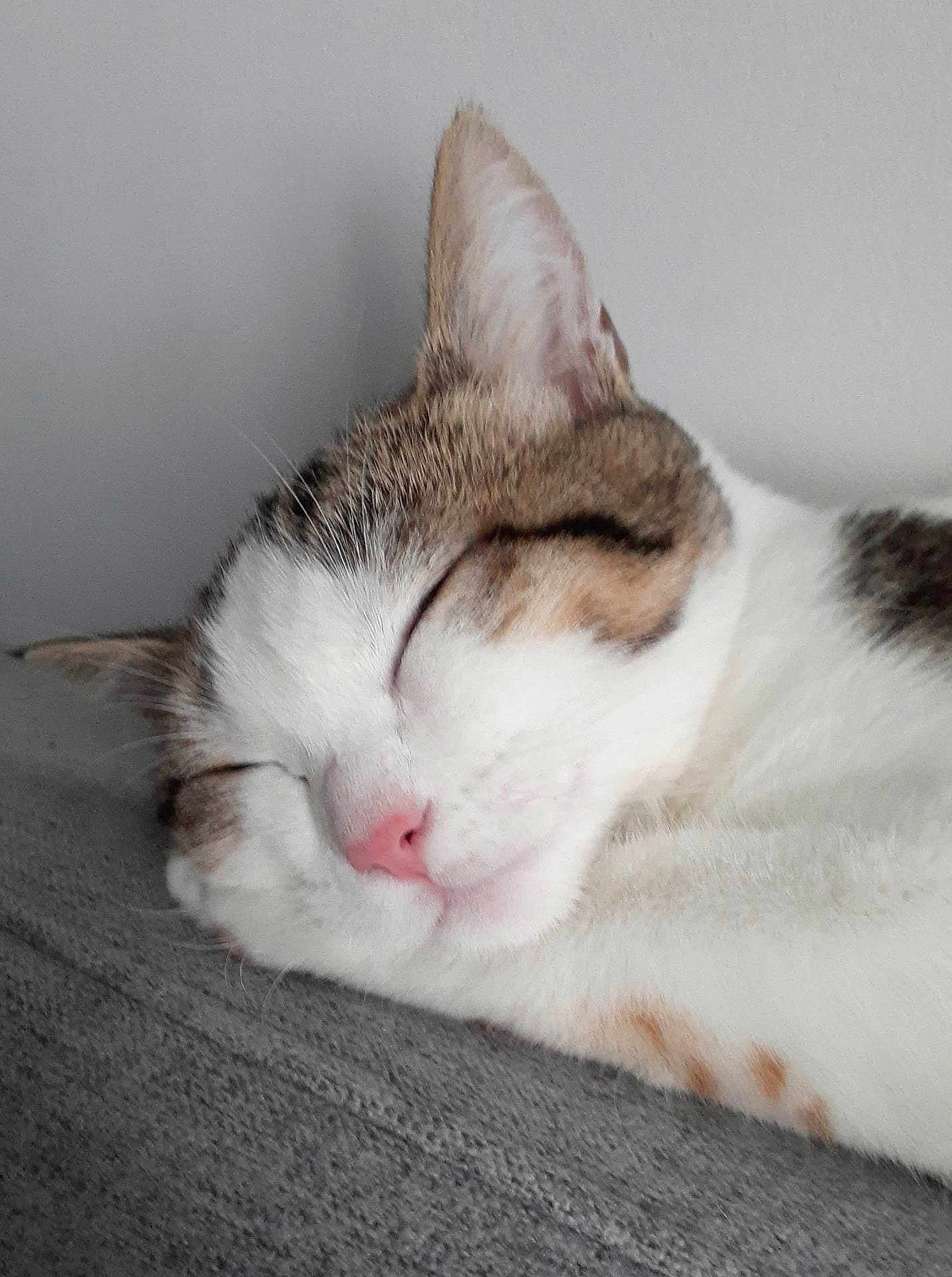 Milky participe au concours pour gagner de l'argent avec cette photo : animal, brown_fur, cat, close_up, cozy, cute, ears, face, fur, indoor, peaceful, pet, pink_nose, relaxation, resting, sleeping, soft_texture, tabby, whiskers, white_fur