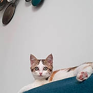 Milky a rejoint le concours — aidez-le/la à gagner de superbes lots ! kitten, cat, cushion, blue, indoor, wall_art, decor, curious, pets, animal, feline, closeup, young, resting, soft_light, home, cute, paw, ears, looking