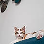 kitten, cat, cushion, blue, indoor, wall_art, decor, curious, pets, animal, feline, closeup, young, resting, soft_light, home, cute, paw, ears, looking