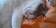 Milky a rejoint le concours — aidez-le/la à gagner de superbes lots ! cat, sleeping, orange_blanket, white_fur, relaxed, indoor, cozy, paw, animal, pet, cute, resting, feline, soft_texture, napping, comfort, home, domestic, fur, peaceful