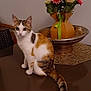Milky a rejoint le concours — aidez-le/la à gagner de superbes lots ! cat, calico_cat, table, flower_bouquet, decorative_bowl, indoor, pet, animal, curious, sitting, feline, domestic_cat, brown, white, orange, green_ribbon, flowers, home_decor, plant, still_life