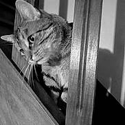 Titi participe au concours pour gagner de l'argent avec cette photo : cat, tabby, wood, railing, whiskers, black_and_white, pet, animal, feline, curious, indoor, closeup, striped, portrait, soft_light, shadow, domestic, looking, face, side_view