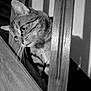 Titi participe au concours pour gagner de l'argent avec cette photo : animal, black_and_white, cat, closeup, curious, domestic, face, feline, indoor, looking, pet, portrait, railing, shadow, side_view, soft_light, striped, tabby, whiskers, wood