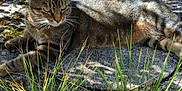 Titi participe au concours pour gagner de l'argent avec cette photo : animal, cat, closeup, ears, eyes, feline, grass, greenery, metal_furniture, nature, outdoor, pet, relaxed, resting, shadow, stone, sunlight, tabby, texture, whiskers