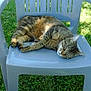 Titi participe au concours pour gagner de l'argent avec cette photo : cat, tabby, sleeping, chair, plastic_chair, outdoor, grass, sunlight, relaxation, pet, animal, feline, nature, resting, calm, daytime, summer, peaceful, domestic_cat, quiet