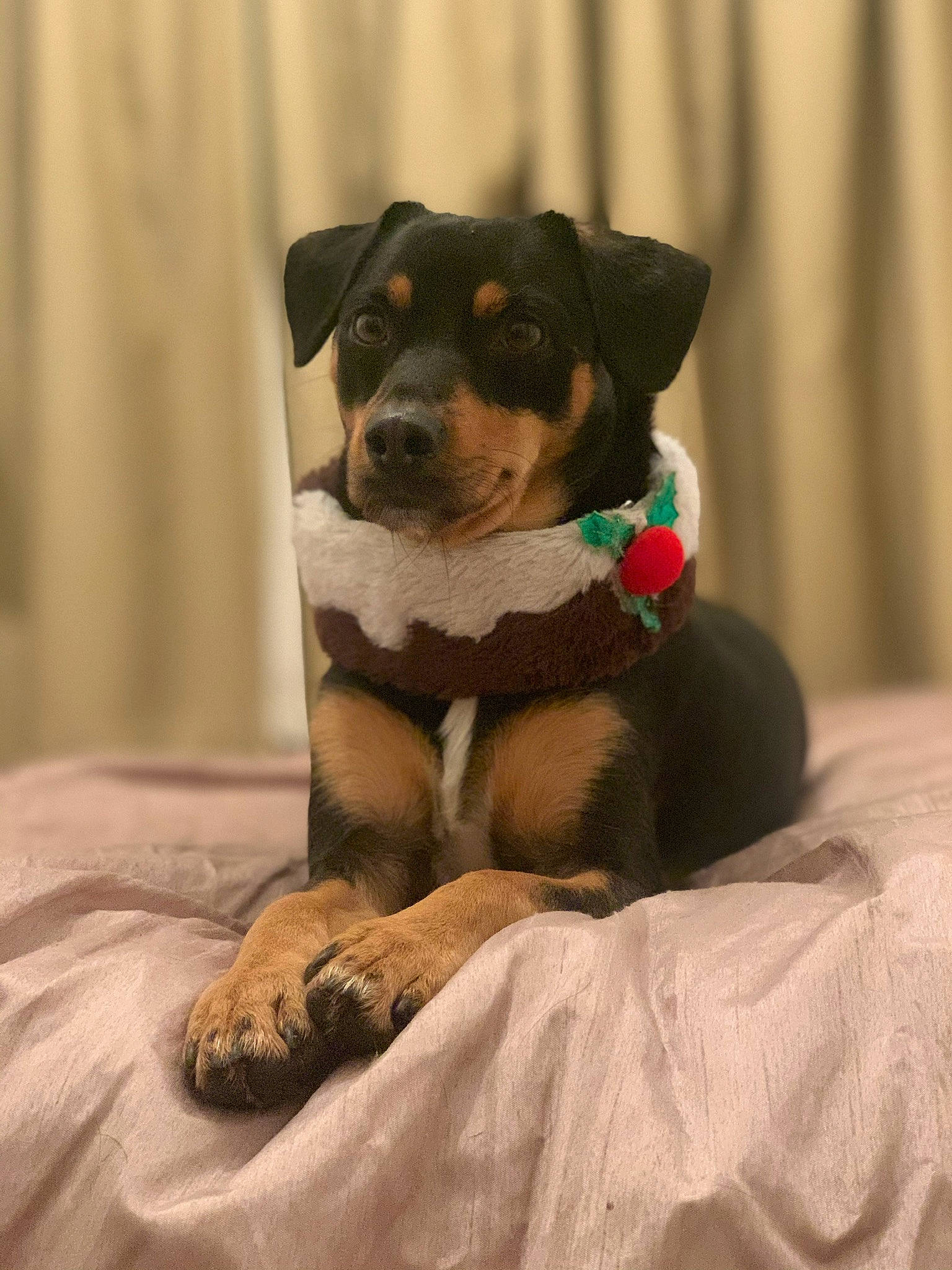 Dobby is registered to the contest to win money with this photo: bored, canidae, carnivore, comfort, companion_dog, dog, dog_breed, fawn, fur, paw, puppy, snout, sporting_group, terrestrial_animal, toy_dog, whiskers, working_animal, working_dog