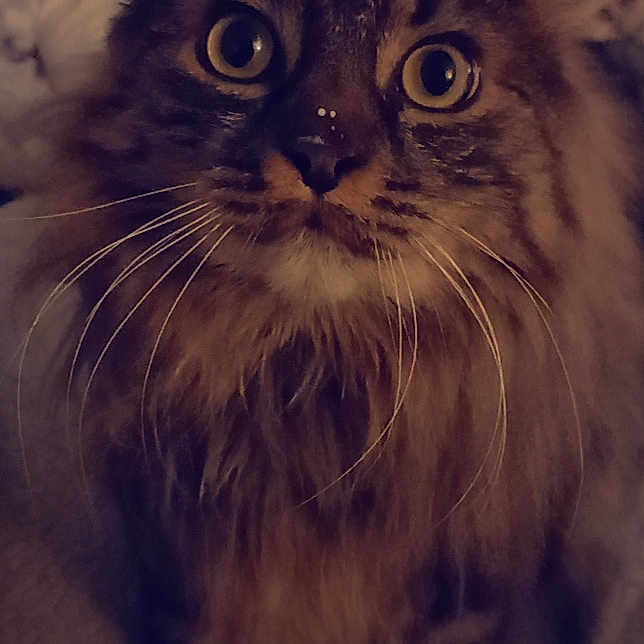 Newton
