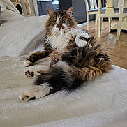 Nala participe au concours pour gagner de l'argent avec cette photo : cat, fluffy, long_hair, pet, indoor, blanket, living_room, furniture, curious, relaxed, paws, ears, eyes, couch, wood_floor, cat_tree, domestic, mammal, fur, whiskers