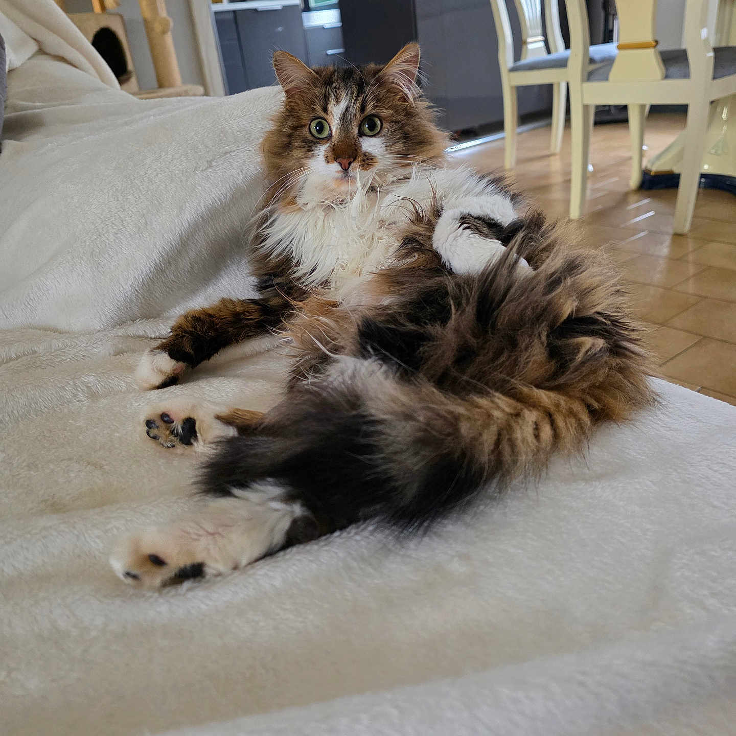 Nala participe au concours pour gagner de l'argent avec cette photo : blanket, cat, cat_tree, couch, curious, domestic, ears, eyes, fluffy, fur, furniture, indoor, living_room, long_hair, mammal, paws, pet, relaxed, whiskers, wood_floor
