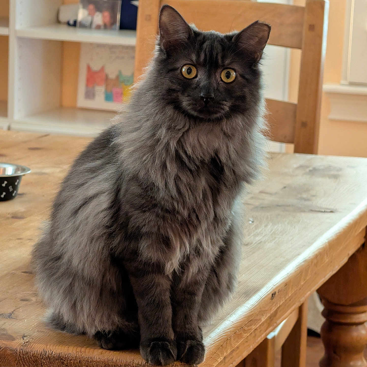 Dexter joined the competition — help win amazing prizes! animal, cat, chair, cozy, curious, domestic_animal, flag, fluffy, furniture, gray_cat, home, indoor, looking_at_camera, mammal, pet, photo_frame, table, wood_floor, wooden_table, yellow_eyes