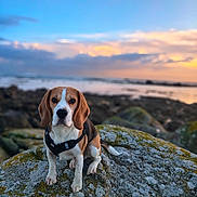 Stuart participe au concours pour gagner de l'argent avec cette photo : dog, beagle, rock, moss, harness, sunset, ocean, sky, clouds, outdoor, animal, pet, nature, landscape, water, calm, scenic, sitting, portrait, canine