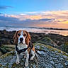 dog, beagle, rock, moss, harness, sunset, ocean, sky, clouds, outdoor, animal, pet, nature, landscape, water, calm, scenic, sitting, portrait, canine