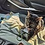 Lucky is registered to the contest to win money with this photo: cat, tabby_cat, car_interior, car_seat, towel, sunlight, papers, green_cord, pet, animal, feline, domestic_cat, curious, seat, window_light, clutter, vehicle, indoor, closeup, companion
