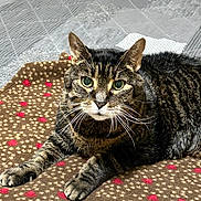 Lucky is registered to the contest to win money with this photo: cat, tabby, pet, animal, feline, whiskers, green_eyes, blanket, pattern, indoor, floor, tile, resting, cute, fur, ears, claws, looking, domestic, cozy