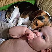 Rebecca joined the competition — help win amazing prizes! baby, dog, sleeping_dog, couch, pillows, blanket, infant, thumb_in_mouth, relaxing, indoor, closeup, resting, pet, child, comfort, nap, domestic_animal, furniture, cute, family