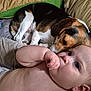 baby, dog, sleeping_dog, couch, pillows, blanket, infant, thumb_in_mouth, relaxing, indoor, closeup, resting, pet, child, comfort, nap, domestic_animal, furniture, cute, family