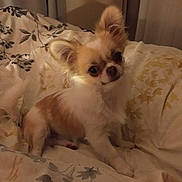 Unzo participe au concours pour gagner de l'argent avec cette photo : animal, bed, blanket, companion, cozy, curious, cute, dog, domestic_animal, ears, floral_pattern, fluffy, fur, home, indoor, looking, pet, resting, sleep_area, small_dog