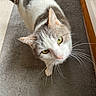 cat, pet, animal, indoor, carpet, gray, white, yellow_eyes, curious, whiskers, fur, tail, close_up, looking_up, domestic, cute, feline, house, wooden_door, floor