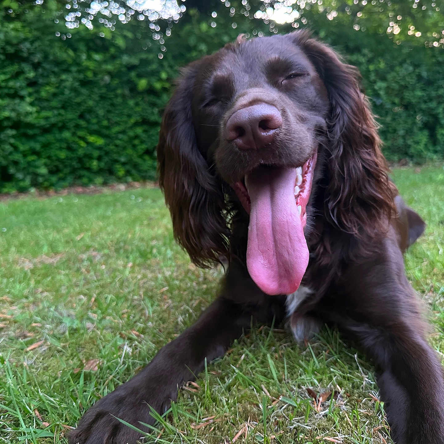 Eddie joined the competition — help win amazing prizes! animal, bodypart, canine, cockerspaniel, dog, field, grass, grassland, hound, labradorretriever, lawn, mouth, nature, outdoors, person, pet, plant, puppy, tree, vegetation