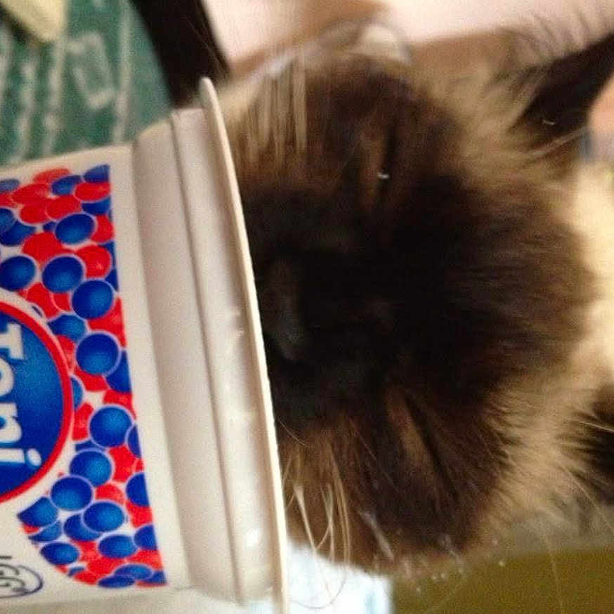 Harley joined the competition — help win amazing prizes! animal, blue, blurry, cat, close_up, container, dairy, drinking, food, fur, furry, hand, indoor, label, pet, red, snout, whiskers, white, yogurt_container