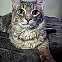 animal, blanket, cat, close_up, cute, domestic_animal, feline, fur, gray_cat, indoor, laying, looking_at_camera, mammal, paw, pet, portrait, relaxed, soft_texture, tabby_cat, whiskers