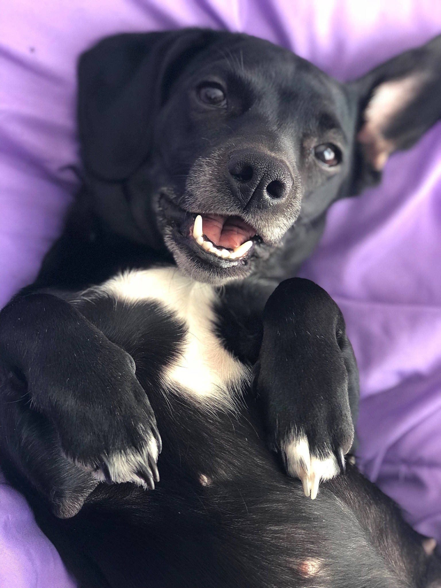 Riley joined the competition — help win amazing prizes! beagador, borador, canidae, carnivore, companion_dog, dog, dog_breed, feist, labrador_retriever, mammal, patterdale_terrier, puppy, snout, sporting_group, vertebrate, whiskers