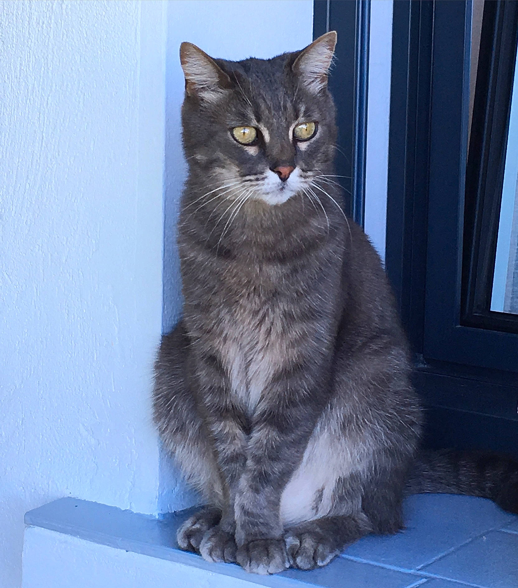 Lolo a rejoint le concours — aidez-le/la à gagner de superbes lots ! american_wirehair, asian, asian_semi_longhair, australian_mist, british_semi_longhair, carnivore, cat, chartreux, domestic_short_haired_cat, european_shorthair, felidae, korat, mammal, nebelung, russian_blue, small_to_medium_sized_cats, tabby_cat, vertebrate, whiskers, window