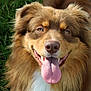 animal, bodypart, canine, cockerspaniel, collie, dog, eskimodog, goldenretriever, grass, hound, husky, lawn, lion, mouth, papillon, person, pet, plant, puppy, tongue