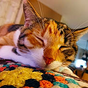 Isis participe au concours pour gagner de l'argent avec cette photo : cat, calico_cat, sleeping, close_up, indoor, blanket, crochet, colorful, whiskers, fur, nose, relaxed, pet, animal, cozy, home, soft_light, resting, cute, domestic_cat