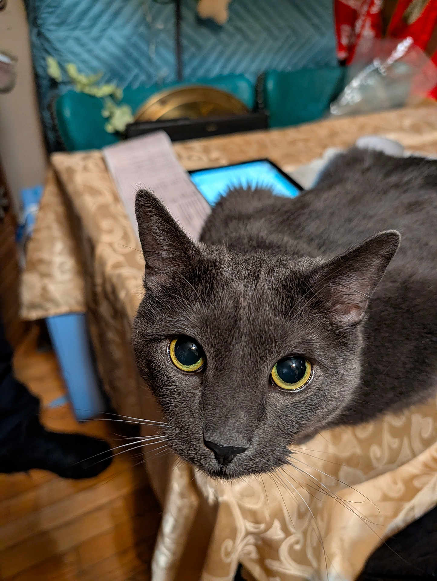 Throoper joined the competition — help win amazing prizes! cat, gray_cat, feline, pet, close_up, portrait, golden_eyes, whiskers, short_fur, nose, ears, table, tablecloth, indoor, home, tablet, upholstery, wood_floor, curiosity, face