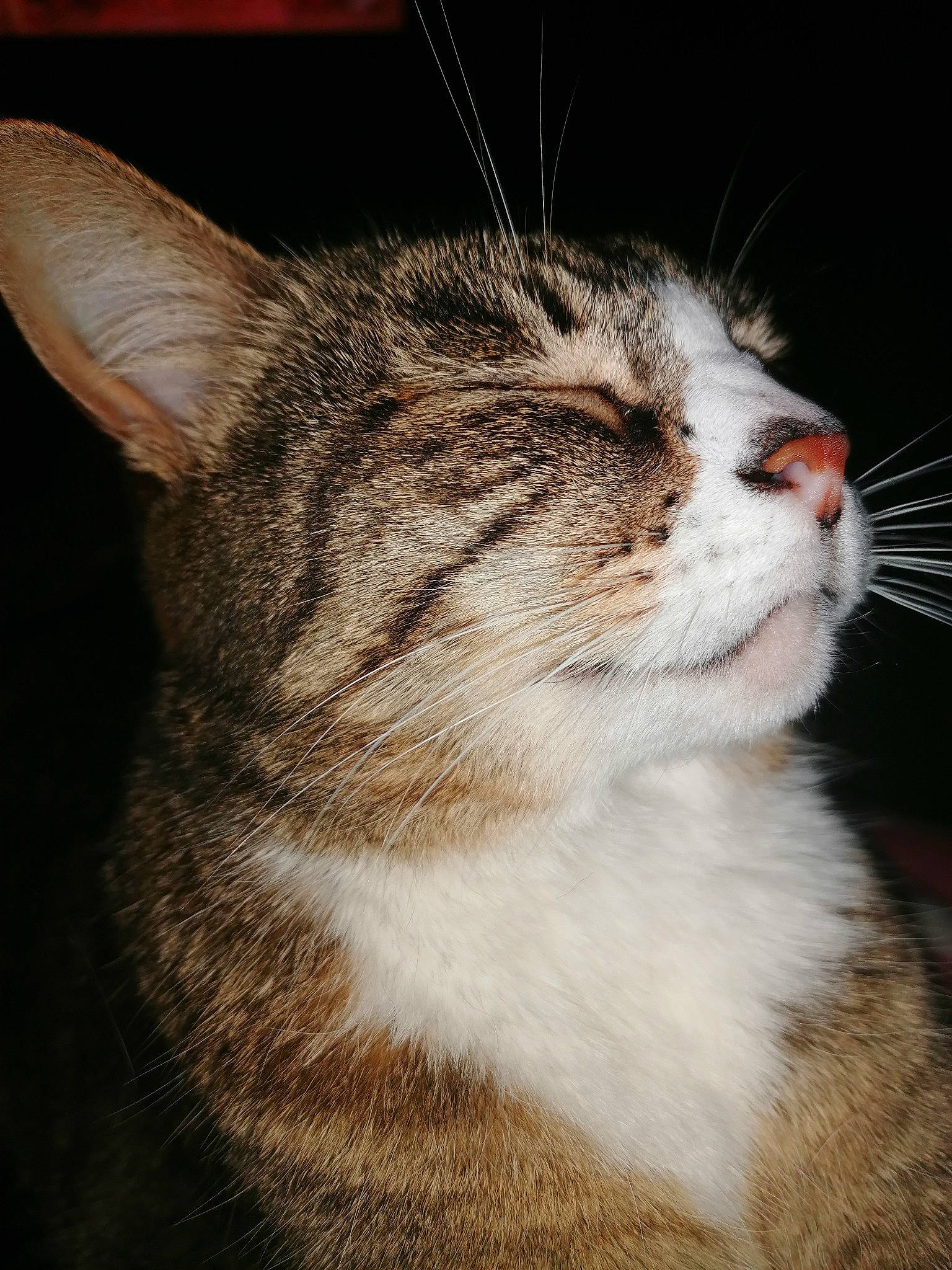 Tigroune a rejoint le concours — aidez-le/la à gagner de superbes lots ! carnivore, cat, claw, domestic_short_haired_cat, fawn, felidae, fur, grass, paw, plant, small_to_medium_sized_cats, snout, terrestrial_animal, tree, whiskers, wildlife, window