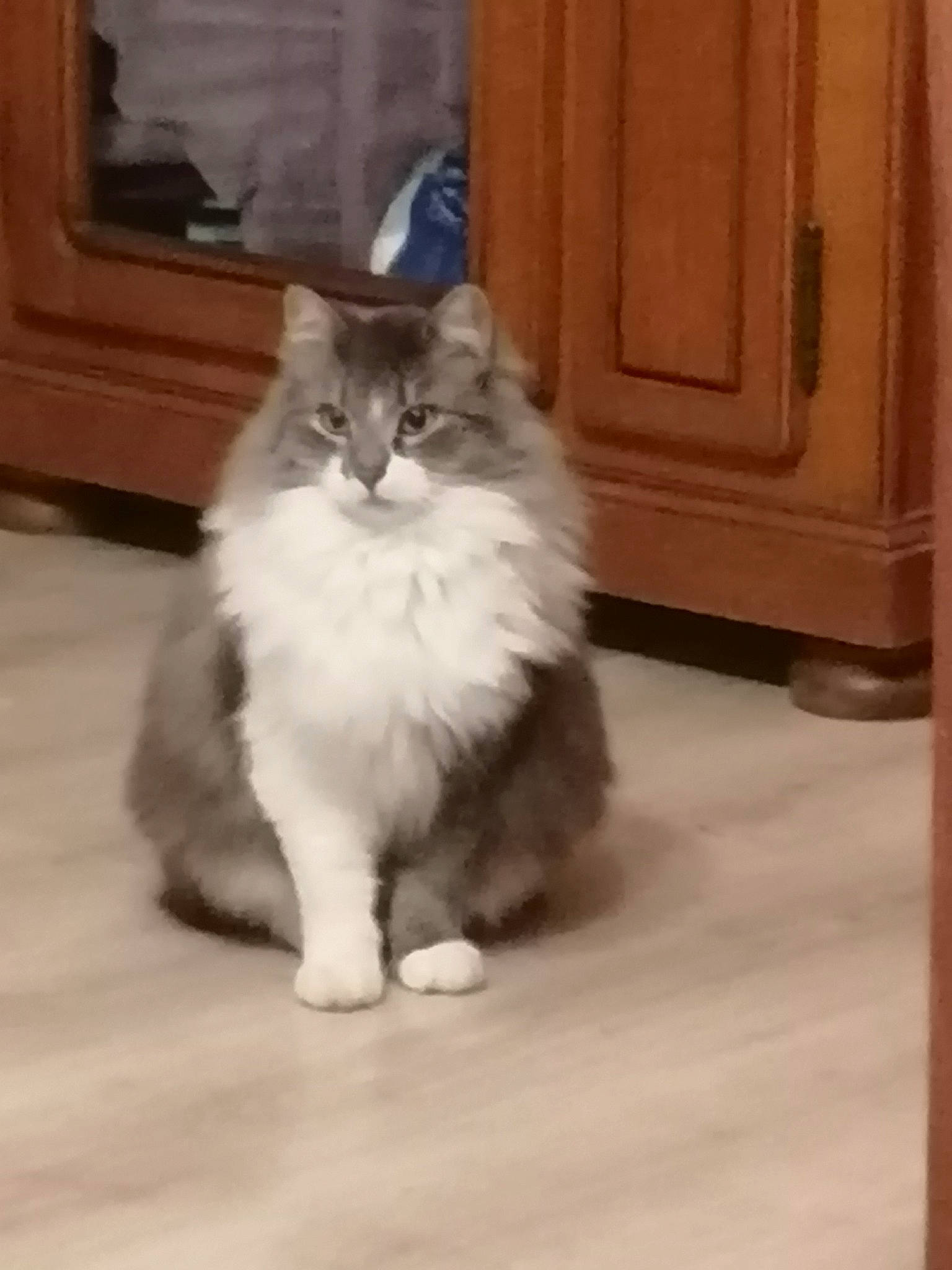 Loulou a rejoint le concours — aidez-le/la à gagner de superbes lots ! british_longhair, carnivore, cat, claw, comfort, door, eye, fawn, felidae, floor, flooring, fur, hardwood, paw, small_to_medium_sized_cats, snout, tail, terrestrial_animal, whiskers, wood